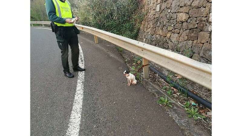 El perro abandonado localizado por la Guardia Civil (Foto TA)